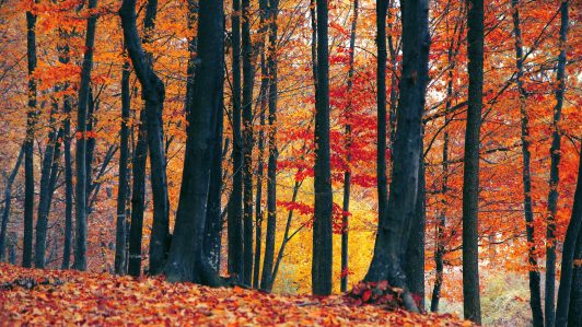 Llegó el equinoccio de otoño: ¿Qué significa y hasta cuándo dura?