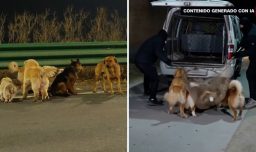 La historia viral de los perros que caminaron 16 kilómetros hasta llegar a casa era falsa: Esto fue lo que realmente sucedió