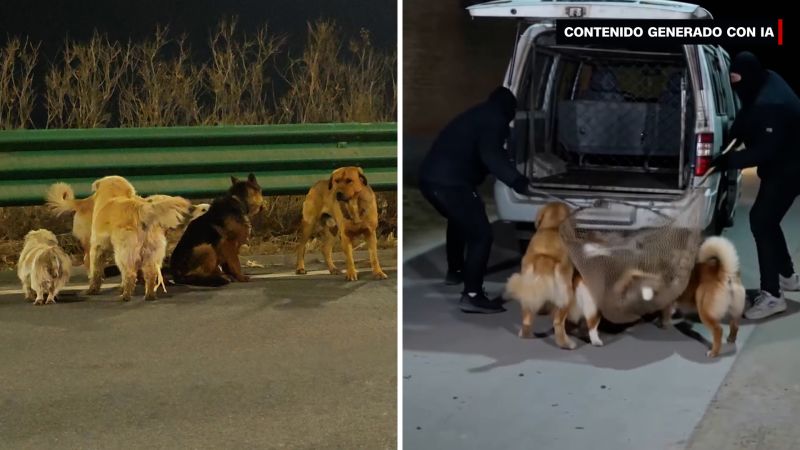La historia viral de los perros que caminaron 16 kilómetros hasta llegar a casa era falsa: Esto fue lo que realmente sucedió
