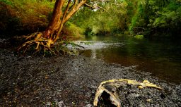 Día del Deporte: Anuncian entrada gratuita a diversas áreas protegidas el 10, 11 y 12 de abril