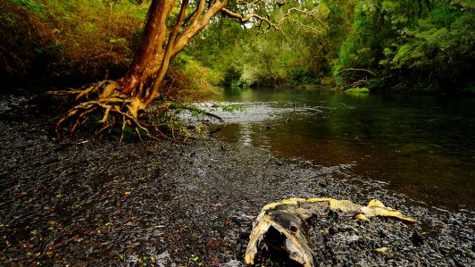 Día del Deporte: Anuncian entrada gratuita a diversas áreas protegidas el 10, 11 y 12 de abril