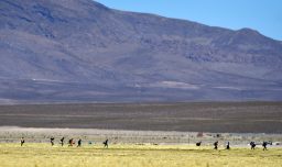 Continúa en comisión del Senado discusión del proyecto que tipifica el delito de ingreso clandestino a territorio nacional