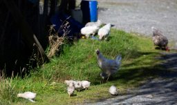 SAG identificó primer caso de influenza aviar "altamente patógena" en ave silvestre en Aysén