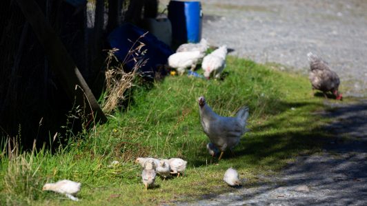 SAG identificó primer caso de influenza aviar "altamente patógena" en ave silvestre en Aysén