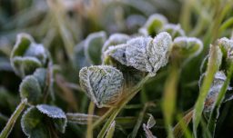 Se prevén hasta -2°C: Emiten advertencia agrometeorológica por heladas desde Valparaíso al Biobío