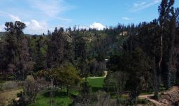Detectan gripe aviar en ganso asilvestrado: Cierran por dos semanas la laguna del Jardín Botánico de Viña del Mar