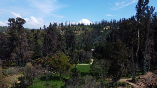Detectan gripe aviar en ganso asilvestrado: Cierran por dos semanas la laguna del Jardín Botánico de Viña del Mar