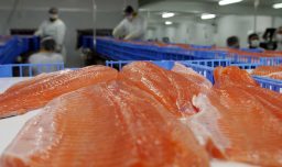 Expansión de la industria salmonera: "El mundo quiere salmón chileno"