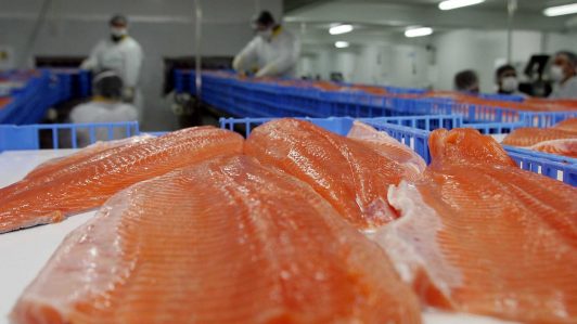 Expansión de la industria salmonera: "El mundo quiere salmón chileno"