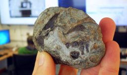 Descubren el primer huevo fósil de un antepasado de los mamíferos: El Lystrosaurus ponía huevos y sobrevivió a la mayor extinción masiva