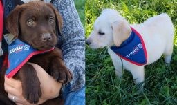 Nueva camada de cachorros en Aduanas: Así se preparan para combatir el tráfico ilícito