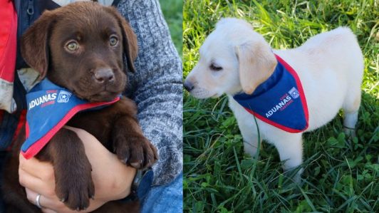 Nueva camada de cachorros en Aduanas: Así se preparan para combatir el tráfico ilícito