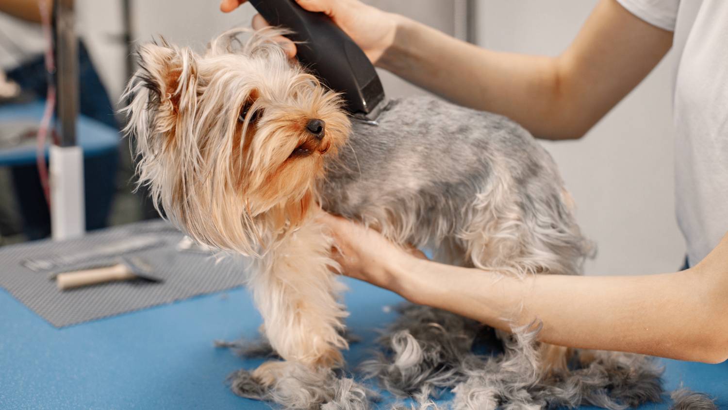 El pelaje de los perros en invierno: Mantenerlo sin descuidar la salud y el control de parásitos