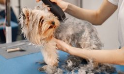 El pelaje de los perros en invierno: Mantenerlo sin descuidar la salud y el control de parásitos