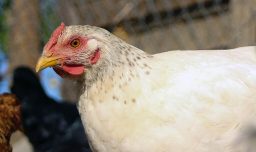 Reves sanitario: China prohíbe ingreso de productos avícolas desde Chile tras alerta sanitaria