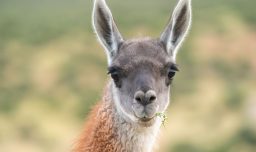 Conaf confirma hallazgo de inusual guanaco blanco integrado a su manada en el norte de Chile