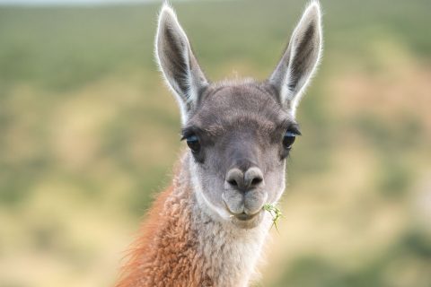 Conaf confirma hallazgo de inusual guanaco blanco integrado a su manada en el norte de Chile