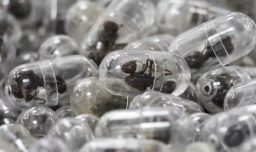 Kenia condena a hombre chino a 12 meses de cárcel por intentar sacar 2.200 hormigas vivas del país