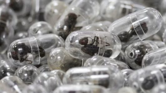 Kenia condena a hombre chino a 12 meses de cárcel por intentar sacar 2.200 hormigas vivas del país