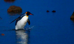 Pingüino emperador y lobo fino antártico quedan “En Peligro” por el cambio climático, alerta la UICN