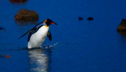 Pingüino emperador y lobo fino antártico quedan “En Peligro” por el cambio climático, alerta la UICN