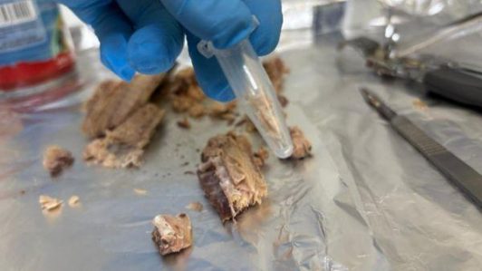 Estudio del INTA detectó que conservas chinas rotuladas como jurel en realidad eran caballa