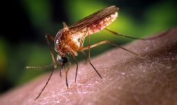 Plaga de zancudos en Concepción: Los factores que gatillarían una mayor presencia de insectos durante estas semanas