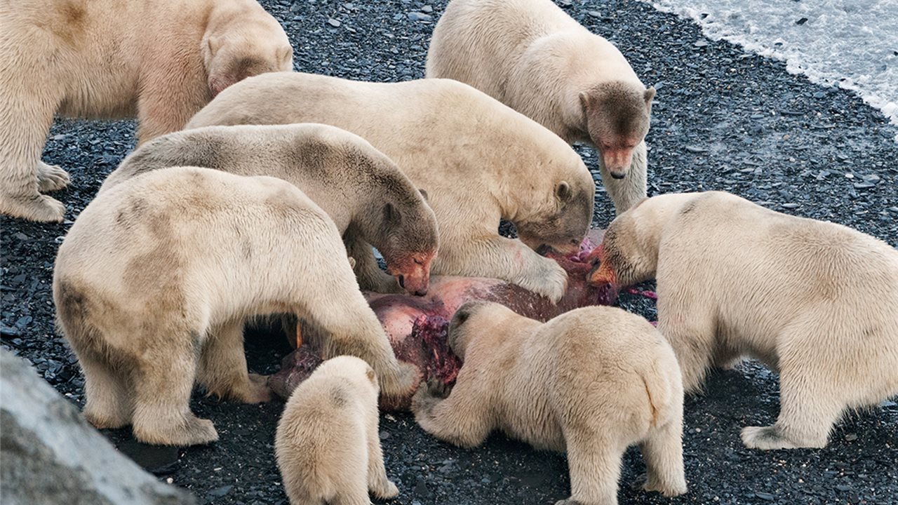 Osos polares recurren más al canibalismo a causa del calentamiento global,  aseguran científicos rusos