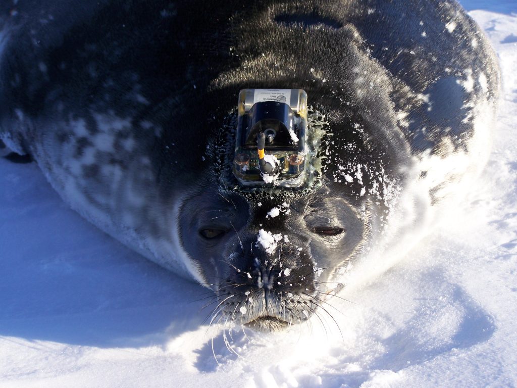 Científicos logran monitorear los efectos del cambio climático en la  Antártica gracias a focas con sensores