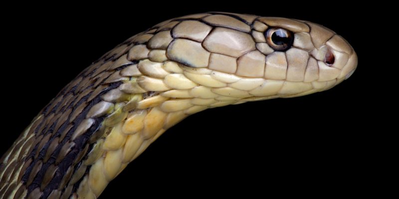 Mortal transmisión Corrección Serpientes: Investigadores aseguran haber localizado la fuente del  coronavirus que azota a Asia y el mundo