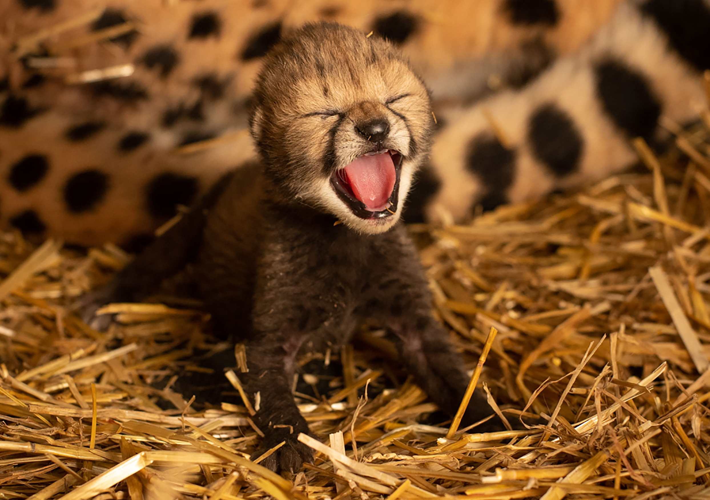 Estos Adorables Bebes De Chita Son Mas Importantes Para La Ciencia De Lo Que Te Imaginas