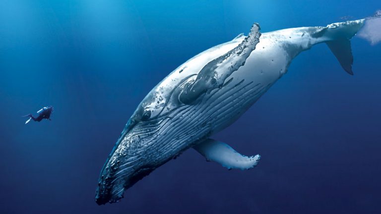Registran por primera vez a una ballena jorobada amamantando a su cría ...