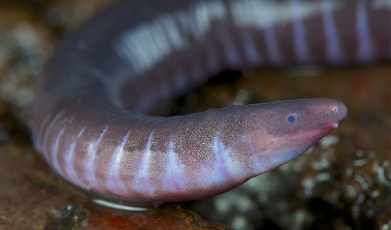 Caecilian Conoce al primer anfibio con una mordedura venenosa