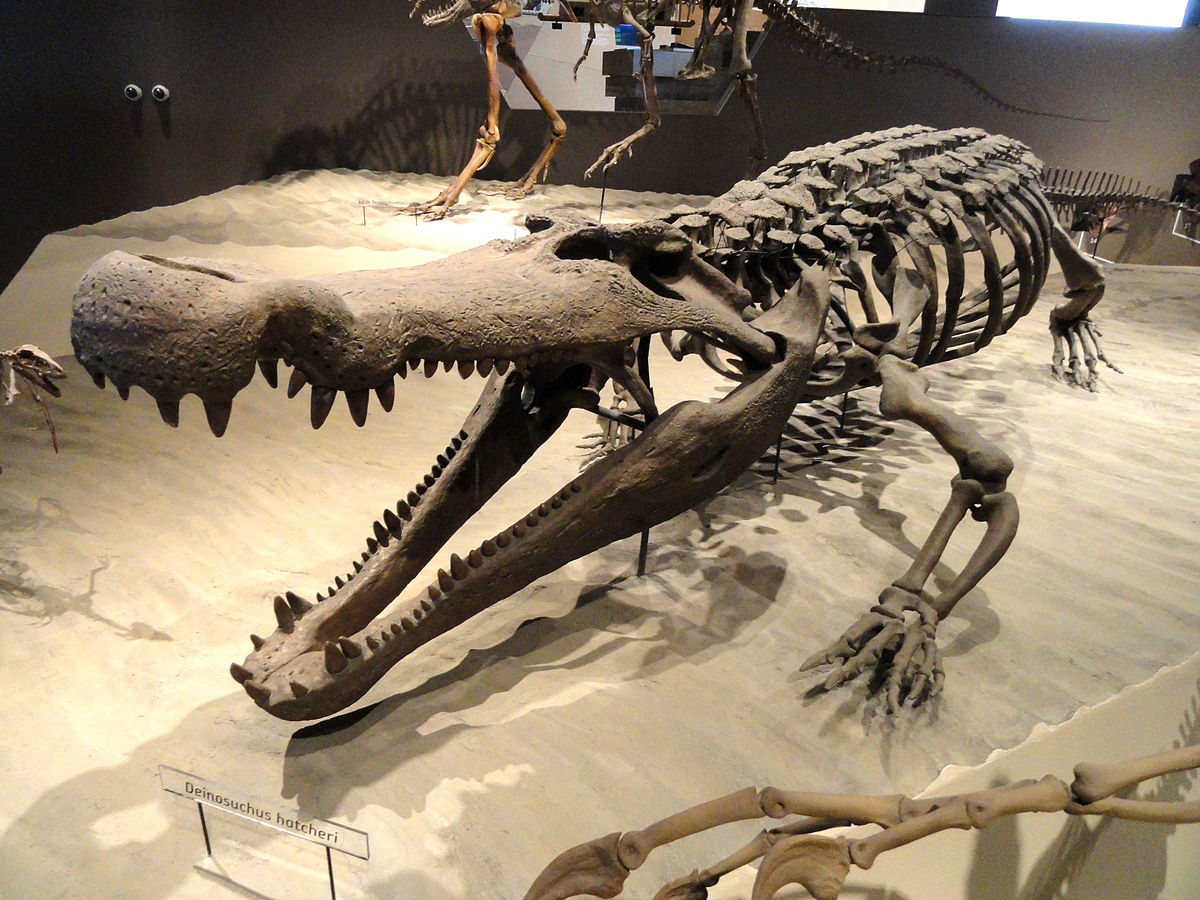 D. schwimmeri: Conoce al cocodrilo prehistórico con colosales dientes que  le permitían comer dinosaurios