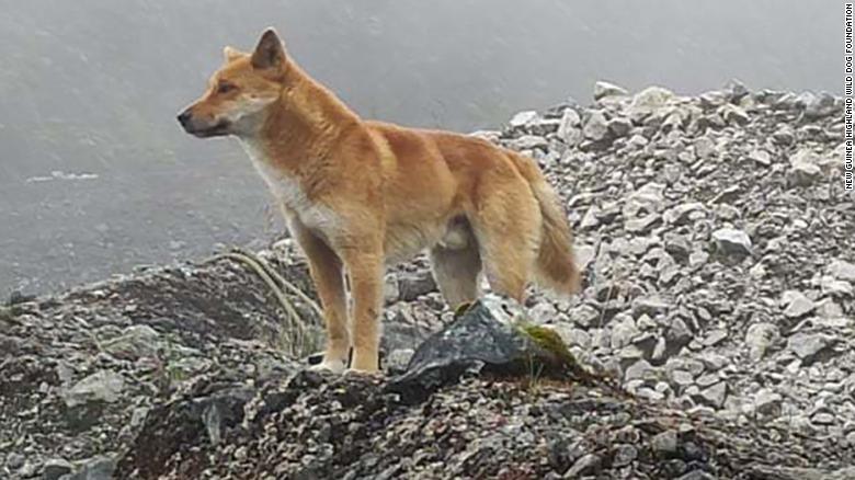 se puede criar un dingo con un perro