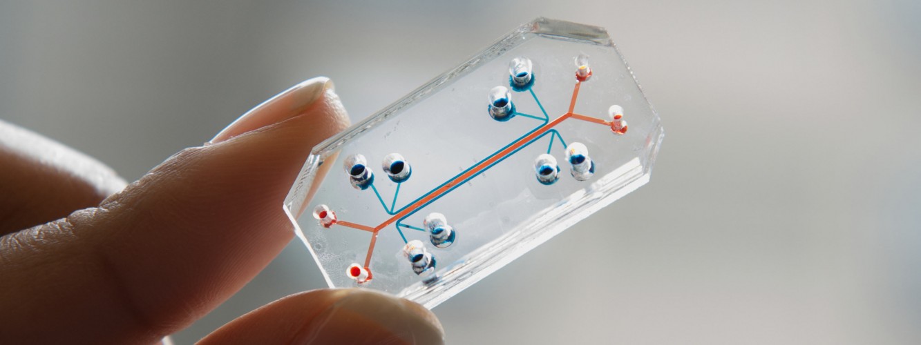 “Chips humanos” El nuevo método para probar medicamentos en laboratorios