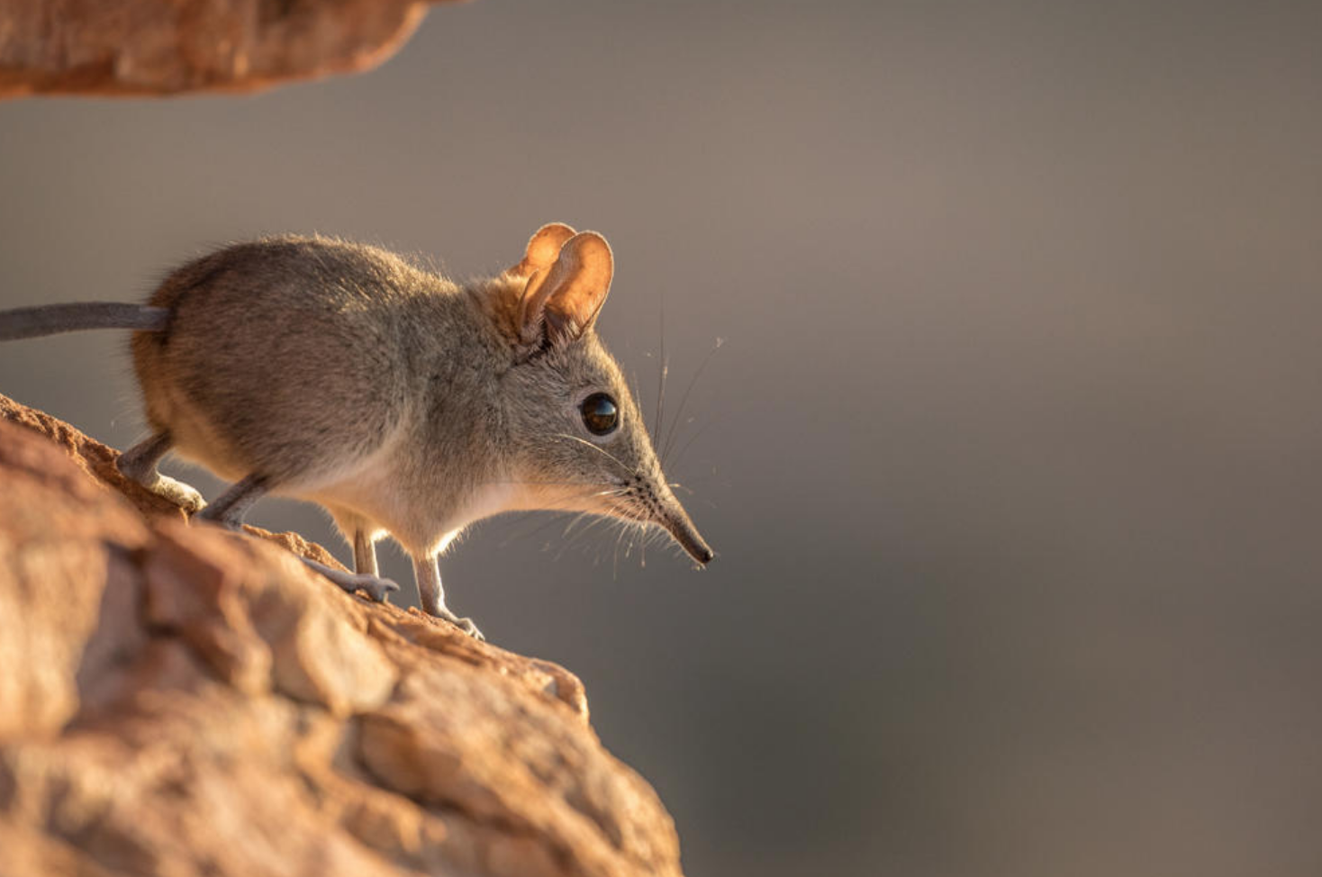 Redescubren a un “elefante” diminuto en África