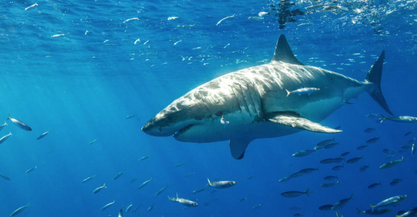 evolución de la línea de tiempo de los tiburones