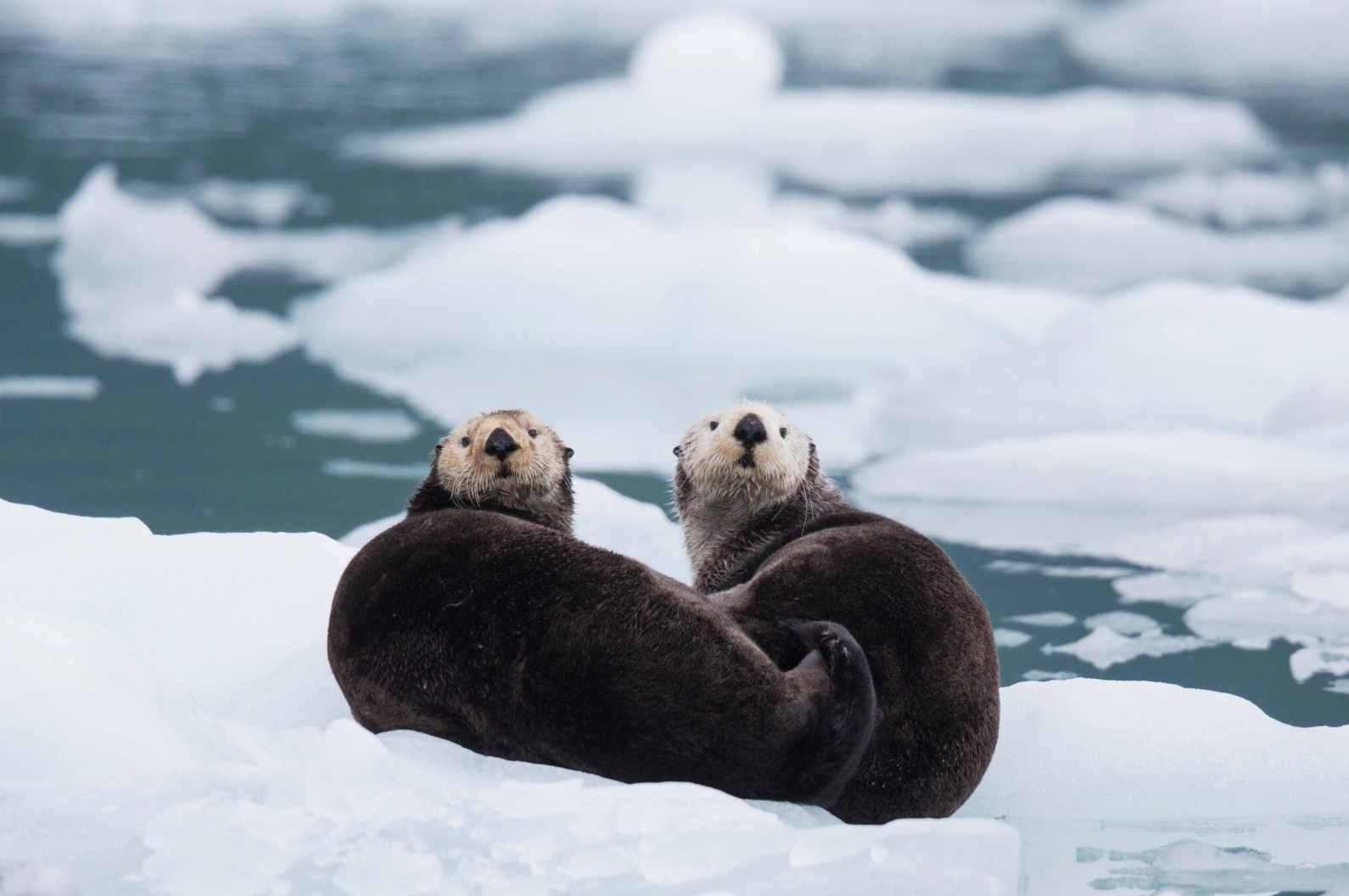 La importancia de las nutrias de