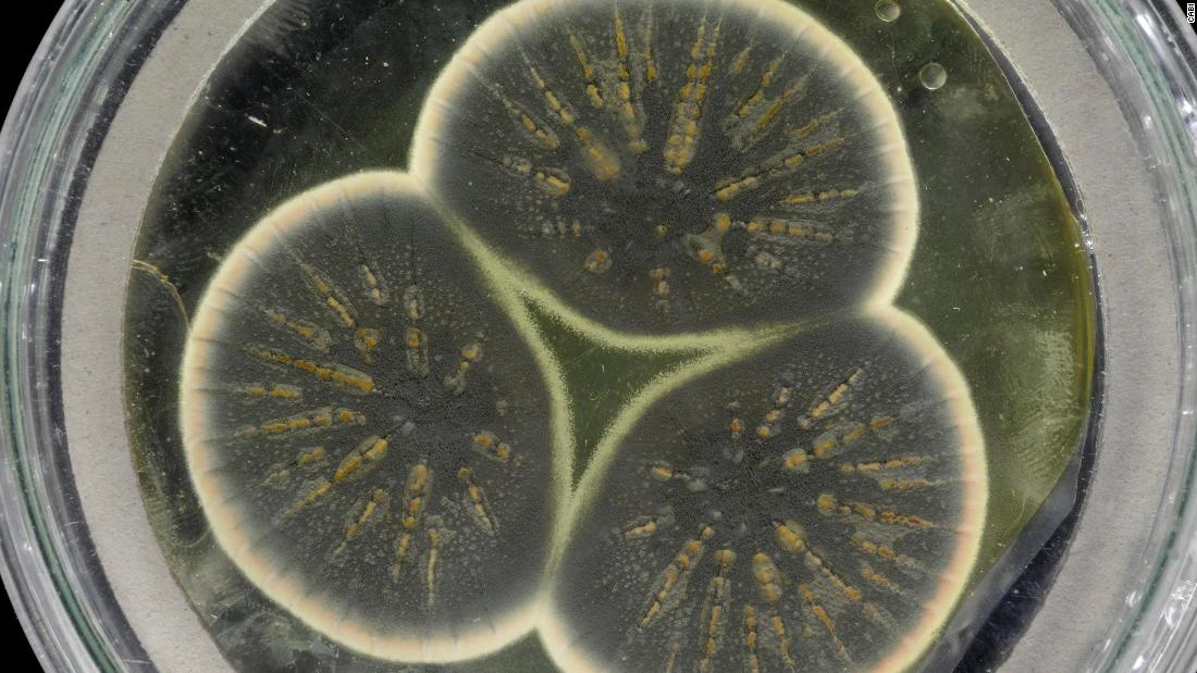Killer Plants México - Sabías que El musgo Sphagnum es absorbente y de  un pH ácido de manera que previene el crecimiento de bacterias y hongos.  Durante la primera guerra mundial (1924-1918)
