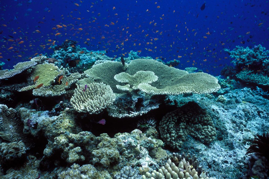 Cambio Climático Es La Principal Causa: Gran Barrera De Coral Perdió La ...