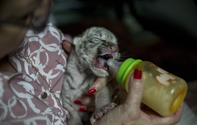 Conoce a Nieves, la pequeña tigresa blanca que nació en un zoológico de Nicaragua