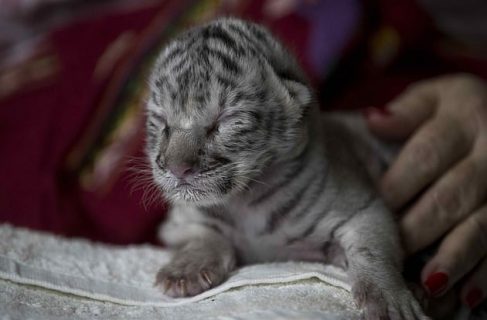 Conoce a Nieves, la pequeña tigresa blanca que nació en un zoológico de Nicaragua