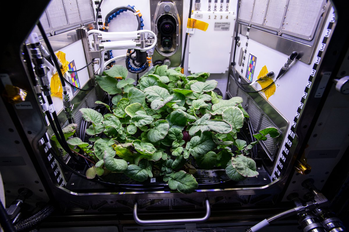 Verduras frescas en el espacio: el reto de los astronautas chinos