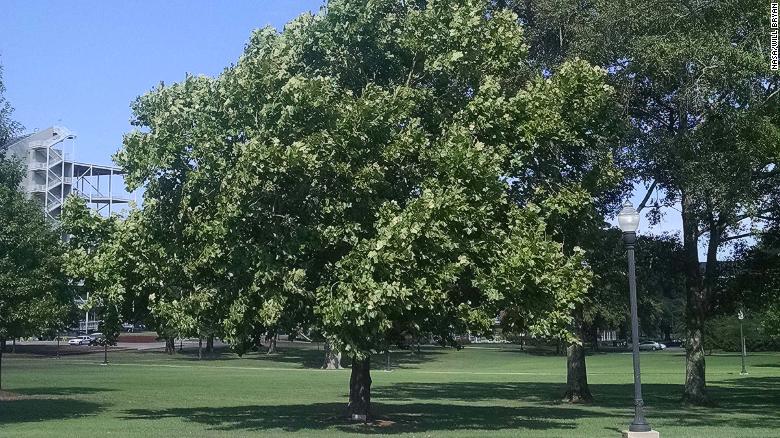 ¿Árboles lunares? UK está buscando esta planta que fue cultivada a