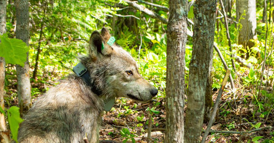 Cámara instalada en el collar de un lobo salvaje reveló impresionantes  detalles de su vida cotidiana