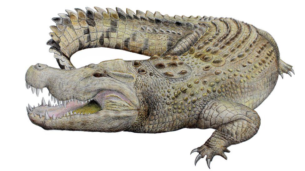 El hallazgo es “algo especial”: Descubren partes de una nueva especie  extinta de cocodrilo en Australia