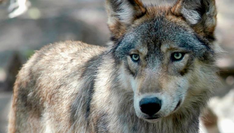 Son nuestros hermanos”: Tribus nativas americanas demandan a Wisconsin para  detener la caza del lobo gris
