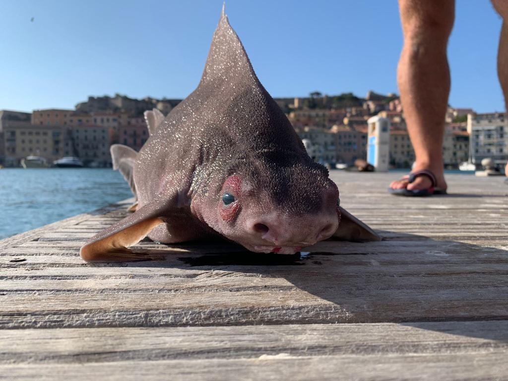 ¡Increíble! Captan un inusual cerdo marino en las costas de Italia