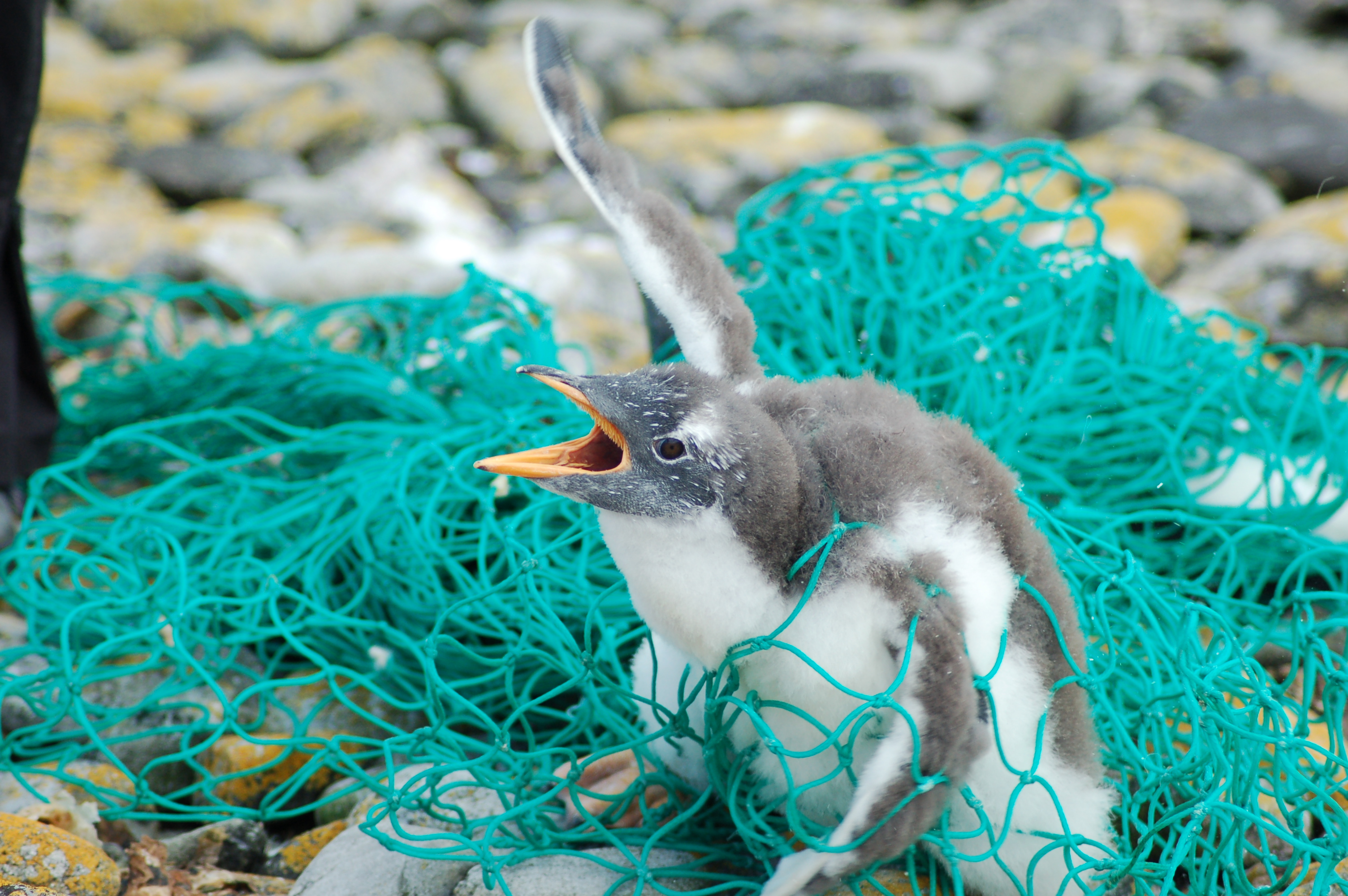 Tortugas, peces y pájaros agradecen el fin de los plásticos de un solo uso